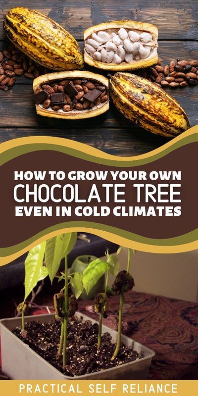 Vanilla Bean Plant Indoors, Growing Coffee Beans, Growing Cacao Trees, Growing Oats At Home, Fruit Tree Greenhouse, Trees To Grow Indoors, Grow Food Indoors, Indoor Fruit Trees, Cacao Tree