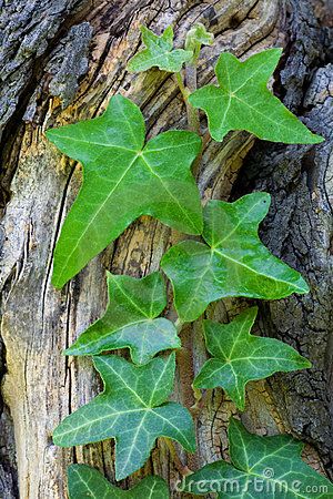 Ivy Types Of Ivy, Common Ivy, Ivy Wreath, Ivy Flower, English Ivy, Leaf Photography, Fairy Statues, Green Ivy, Tree Study