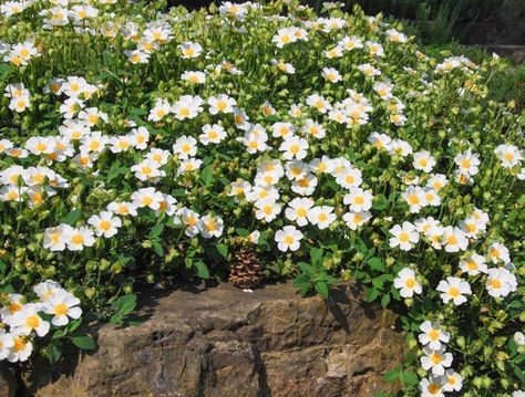 Cistus salviifolius 'Prostratus' (Sageleaf Rockrose) is a low spreading evergreen shrub with profuse snow-white flowers, 1.5 in. across (3.5 cm), adorned with golden-yellow stamens at their heart and a yellow spot at the base of their petals. Urban Gardening Ideas, Plant Breeding, Drought Resistant Plants, Mediterranean Plants, Fragrant Garden, Dry Garden, Perennial Shrubs, Planting Shrubs, Coastal Gardens