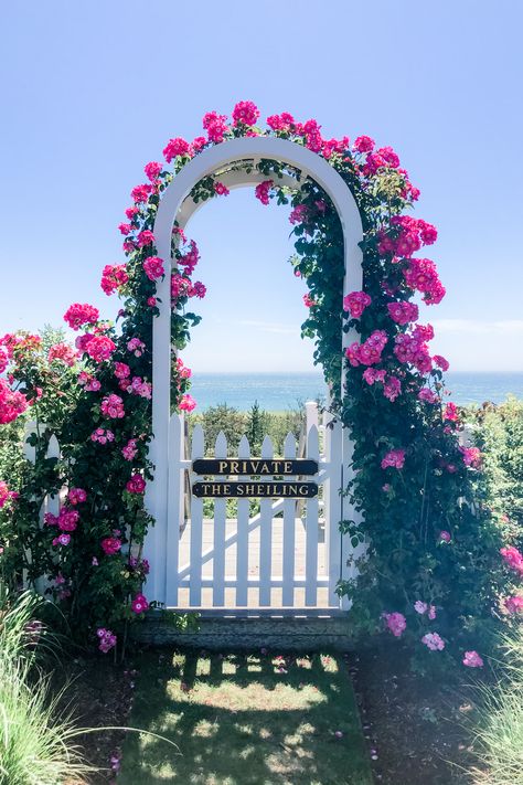 This was one of my favorite Nantucket scenes to paint in watercolor. If you haven't seen this gorgeous rose arbor in Sconset, be sure to check it out! Nantucket Painting, Nantucket Watercolor, Nantucket Photos, Scenes To Paint, Nantucket Hydrangea, Flower Archway, Rose Arbor, Hydrangea Painting, Nantucket Island