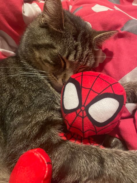 Spiderman Cat Pfp, Spiderman Listening To Music, Cat Spiderman, Beauty Transformation, Movie Bloopers, Foto Disney, Spiderman Theme, Spiderman Costume, Total Beauty