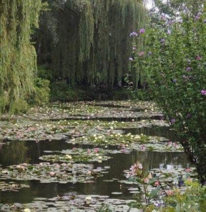 Ethereal Aesthetic Dark, Photography Plants, Plants Photography, Bog Garden, Princesa Tiana, Canna Lily, Commercial Landscaping, Ethereal Aesthetic, Italian Garden