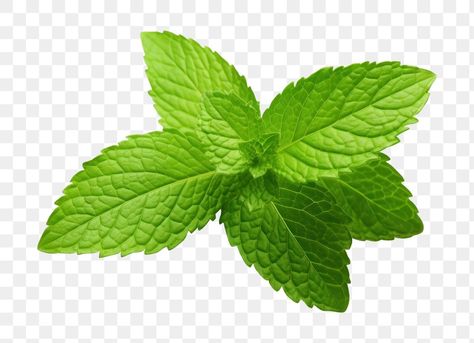 Daun Mint, Plant Herbs, Mint Herb, Leaf Png, Leaf Vector, Leaves Png, Mint Leaf, Food Png, Cocktail Art