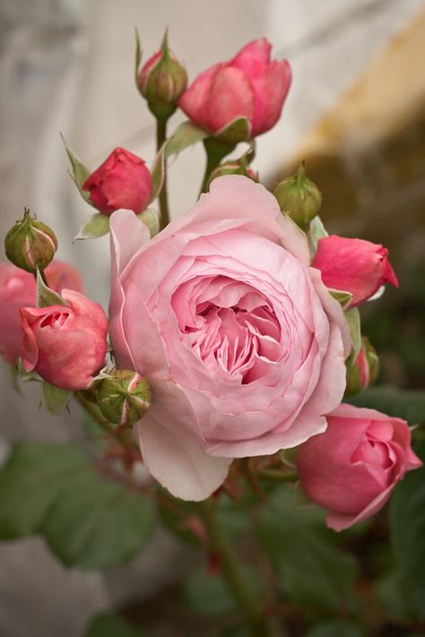 A Perfect Pink Rose... and her sisters Spring Coming, Rose Belle, Heirloom Roses, David Austin, English Rose, Beltane, English Roses, Love Rose, Flower Beauty