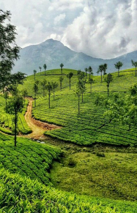 Beautiful Hills Nature, Kerala Best Places To Visit, Kerala Backwaters Photography, Kerala Places Photography, Kerela Aesthetic Pictures, Munnar Hill Station, Kerala Scenery Nature, Beauty Of Kerala, Kerala Tourist Places