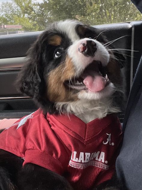 Bernese Mountain Dog Aesthetic, 3 Month Old Puppy, Mountain Bernese, Ras Anjing, Medium Sized Dog, Bernese Mountain Dog Puppy, 3 Month Old, Cute Animals Puppies, Very Cute Dogs