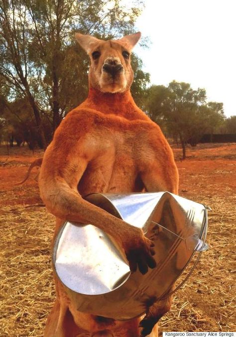 Meet Roger, An Incredibly Buff Kangaroo That Crushes Buckets Male Kangaroo, Black Jaguar White Tiger, Red Kangaroo, Northern Territory, Dundee, Animal Tattoos, 귀여운 동물, Bodybuilder, Animal Memes