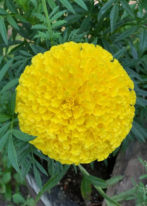 Yellow Marigold, Indian Flag Wallpaper, Ornamental Cabbage, Red Roses Wallpaper, Marigold Flowers, Beautiful Pink Flowers, Marigold Flower, Bridal Jewelry Collection, Vegetable Garden Design