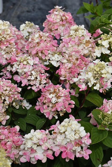 Fire Light Tidbit Hydrangea (Hydrangea paniculata 'SMNHPK') at St. Mary's Nursery & Garden Centre Firelight Tidbit Hydrangea, Tidbit Hydrangea, Lace Cap Hydrangea, Hydrangea Quercifolia, Panicle Hydrangea, Native Plant Gardening, Hydrangea Paniculata, Proven Winners, Plant Information