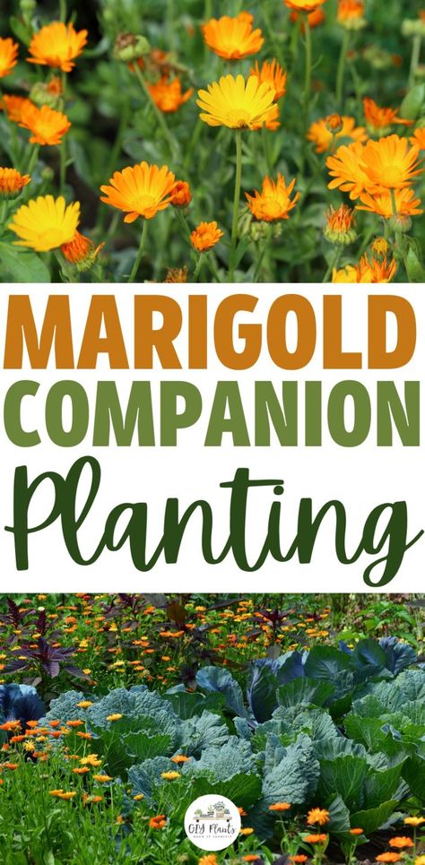 Marigold Companion Planting Potato Companion Plants, Marigolds In Garden, Companion Planting Guide, Companion Planting Chart, Growing Marigolds, Planting Marigolds, Squash Plant, Garden Companion Planting, Pest Prevention