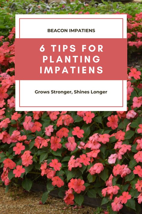 Have you ever planted a garden in the shade before? Have you planted impatiens before? Follow these 6 tips to plant a successful shade garden with impatiens! Impatiens Window Boxes, Impatients Flowers Beds Ideas, Sun Impatiens Flowers, Sun Impatients Flowers, Impatients Flowers Landscape, Inpatients Flowers In Pots, Impatient Flower Pot Ideas, Impatients Flowers Beds, Inpatients Flowers