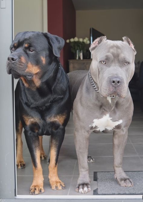 Cute Dogs Full Grown, Mean Pitbulls, Pitbull And Rottweiler, 3 Dogs Together, Rottweiler And Pitbull, Pitbull Dog Tattoo, Rottweiler Aesthetic, Black Pitbull Puppies, Pitbulls Puppies