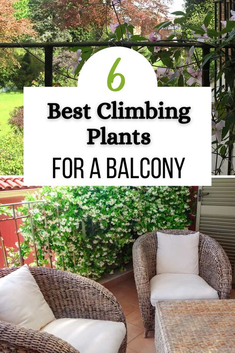 Balconies are generally limited in floor space, which means growing plants can be a challenge. An obvious solution to this problem is climbing plants. However, there are some important considerations when picking out climbing plants for a balcony. In this post, we’ll cover the things you should know before listing some of the best options for balcony climber plants. Climbing Plant Balcony, Privacy Plants For Balcony, Balcony Creeper Plants, South Balcony Plants, Outdoor Plants For Balcony, East Facing Balcony Plants, Balcony Trellis Ideas, Easy Balcony Plants, Small Balcony Flower Garden