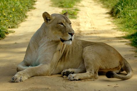 Lioness And Cubs, Wild Lion, Cat Reference, Animal References, Animal Study, African Lion, Cat Pose, Big Cat, African Animals