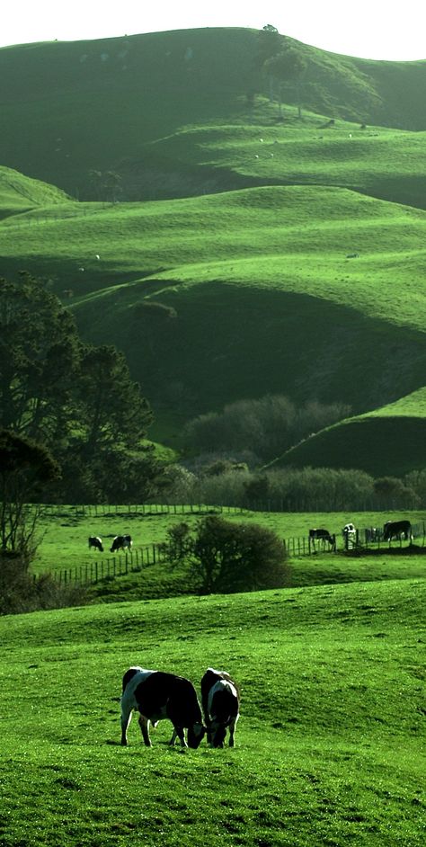 Cows Grazing, North Island New Zealand, New Zealand Landscape, Rural Landscape, Foto Art, Rolling Hills, Beautiful Places In The World, Alam Yang Indah, Most Beautiful Places