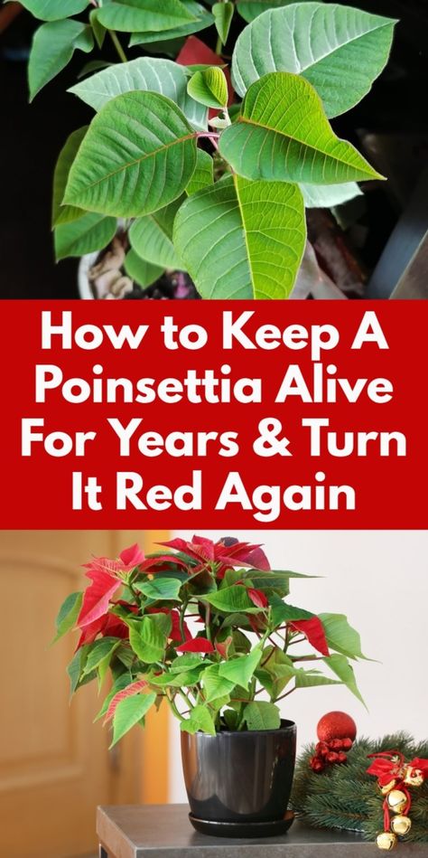 Don't throw away that poinsettia in January! You can keep it thriving for years and turn it red year after year. Here's how. How To Trim Poinsettia Plant, Growing Poinsettia Plants, How To Care For A Poinsettia Plant, How To Get Poinsettias To Turn Red, Poinsettia After Christmas, How To Grow Poinsettias From Cuttings, How To Grow Poinsettias Plants, Poinsettia Care Houseplant, How To Keep A Poinsettia Alive All Year