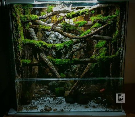 African House Snake Enclosure, Arboreal Snake Enclosure, Bio Active Snake Enclosure, Leachie Gecko Enclosure, Arboreal Vivarium, Bioactive Terrarium, Leopard Gecko Habitat, Bioactive Vivarium, Snake Cages