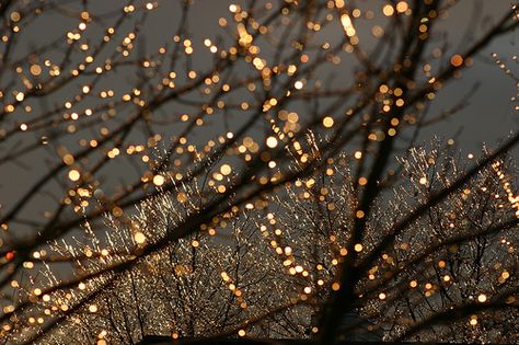 Lights In The Dark, Lights Tumblr, Night Circus, Pretty Christmas, Pretty Lights, Noel Christmas, Pisco, Merry Little Christmas, Jack Frost