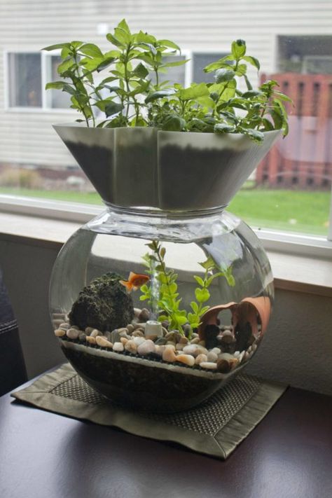 13 DIY Aquaponics Systems to Suit Any Budget Tanaman Air, Indoor Aquaponics, Water Testing, Aquaponics Fish, Aquaponics Diy, Indoor Water Garden, Aquaponic Gardening, Aquaponics System, Hydroponic Gardening