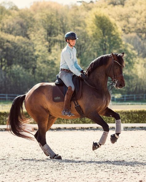 Carl Hedin on Instagram: “Monday’s with Davalerian. 🦖🤎 Such exiting times ahead with this big boy by Dante Weltino- Vivaldi. 🌟 ————— #dressage #equestrian…” Dressage Photography, Grooming Horse, Aesthetic Horses, Western Horse Riding, Horse Trails, Horse Nutrition, Horse Behavior, Photography Horse, Horse Competition