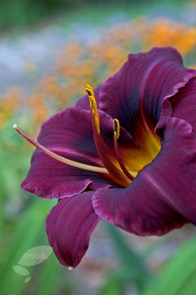 Gorgeous... Purple Day Lily Backyard Creations, Day Lily, Very Beautiful Flowers, Day Lilies, Purple Garden, Spruce Up Your Home, Plants Indoor, Daylilies, Flower Lover