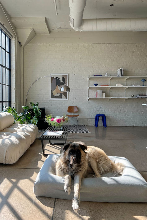 POV: Your dog bed matches your interior ✨ #barneybed #orthopedicdogbed #dogbed #bestdogbed Bed With Dog Bed, Dog Bed Interior Design, Minimalistic Dog Bed, Contemporary Dog Bed, Dog Living Room, Barney Dog Bed, Worlds Largest Dog, Clean Bed, Dog Spaces