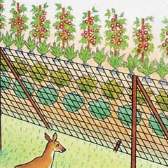 Flower Trellis, Water Gardens Pond, Deer Fence, Small Fence, Cheap Fence, Pallet Fence, Lattice Fence, Garden Vines, Front Yard Fence