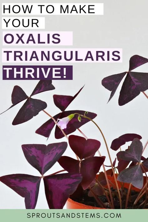 Propagation Tips, Shamrock Plant, Purple Shamrock, Clover Plant, Oxalis Triangularis, Purple Leaves, Plant Care Houseplant, Purple Plants, Butterfly Plants