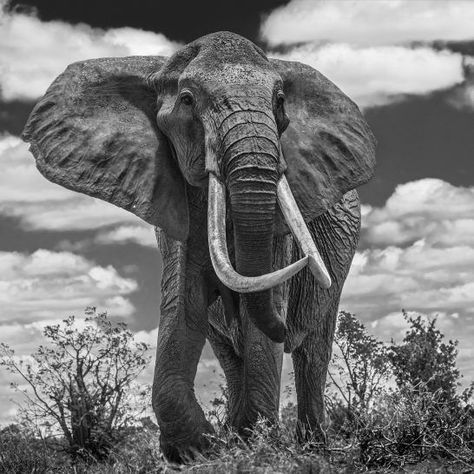 Photography 56 x 56 in Elephant Black And White, David Yarrow, Elephant Photography, Elephant Wallpaper, Elephant Pictures, Elephants Photos, Theme Tattoo, Elephant Drawing, Asian Tattoos