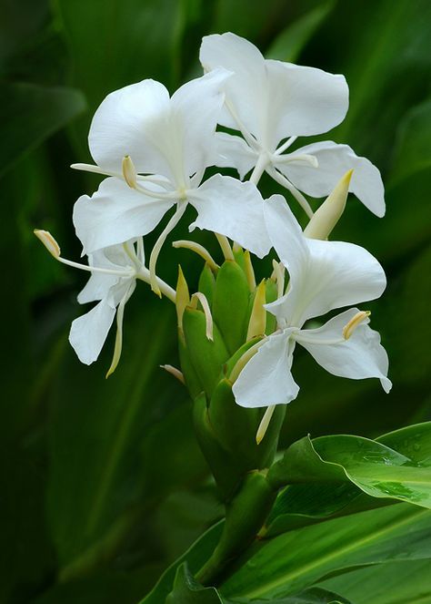 fragrant camia ( also known as white ginger ) .. X ღɱɧღ Flower Diagram, Growing Ginger Indoors, Ginger Plant, Ginger Flower, Atlanta Botanical Garden, Lily Garden, Moon Garden, White Gardens, Tropical Landscaping