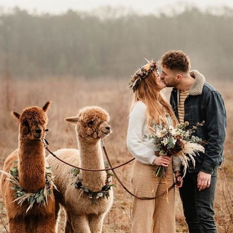 Ski Wedding, Airbnb Ideas, Alpaca Farm, Enchanted Forest Wedding, Homemade Wedding, Enchanted Wedding, Llama Drama, Your Person, Cute Llama