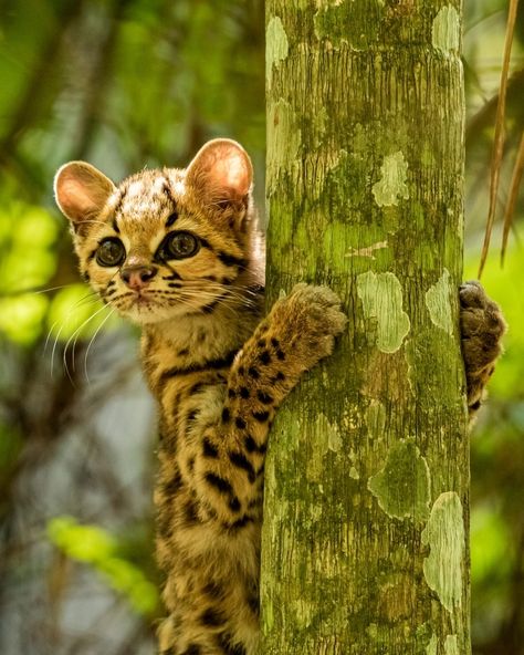 Margay (Leopardus wiedii) / Margay / Image by white.emilio (Emilio White) from instagram Margay Cat, Spotted Cat, Women Photography, Animal House, Art References, From Instagram, Big Cats, Wild Cats, Reptiles