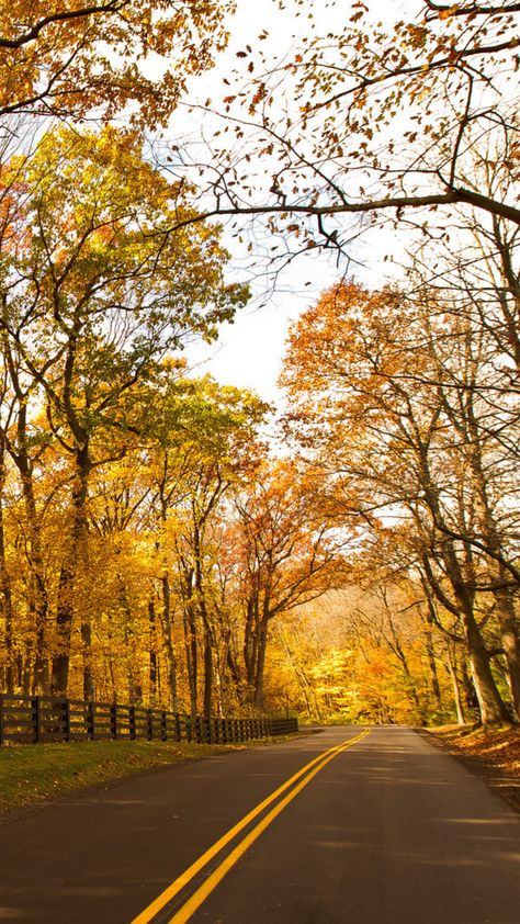 Engagement Vibes, Wisconsin Fall, Lake Geneva Wisconsin, Zipline Adventure, Fall Getaways, Scenic Roads, Adventure Photos, Changing Leaves, Lakefront Homes