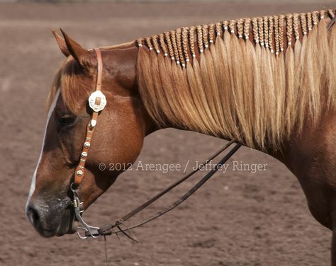 I want to do this to my horse!! Horse Mane Braids, Horse Hair Braiding, Horse Braiding, Horse Mane, Horse Costumes, Horse Tips, Horse Grooming, All The Pretty Horses, Horse Crazy