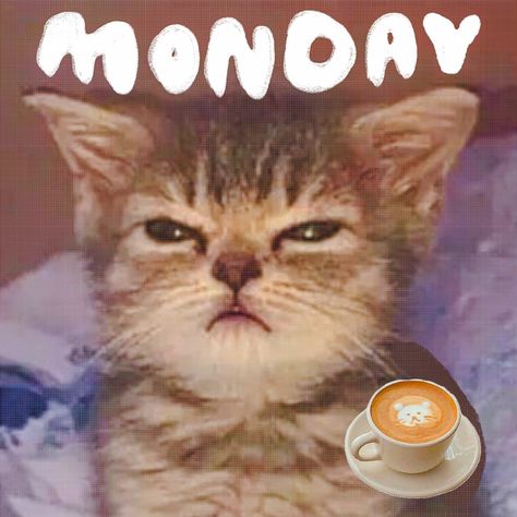 no work, only coffee and my squinted eyes on screen :) Monday blues / Monday memes / Monday routine / cute cat memes / cat drinking coffee Cat Squinting Eyes, Monday Routine, Cat Drinking Coffee, Drinking Memes, Monday Coffee, Cute Cat Memes, Monday Memes, Cat Drinking, Monday Blues