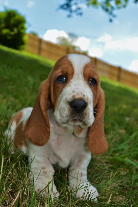 Wrinkly Puppies, Wallpaper Puppy, Aggressive Dog Breeds, Tattoo Animals, Basset Puppies, Hound Dog Breeds, Puppy Sketch, Nanny Dog, Basset Hound Puppy