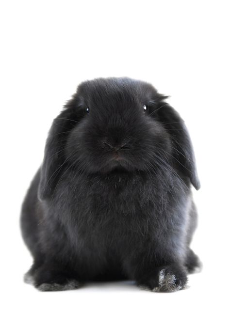 Black Bunny, Holland Lop, Black Rabbit, Makijaż Smokey Eye, Pet Bunny, Bunny Lovers, Funny Bunnies, Baby Bunnies, Hamsters