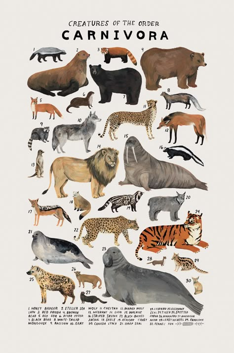 Kelsey Oseid, Natural History Illustration, History Illustration, Nature Art Prints, Animal Poster, Animal Groups, Types Of Animals, Etsy Art Prints, Animal Species