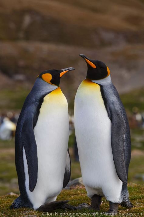 King Penguins Penguin Photography, Antarctica Photography, Penguin Photos, Penguin Walk, Galapagos Penguin, South Georgia Island, Emperor Penguins, King Pic, Penguin Pictures