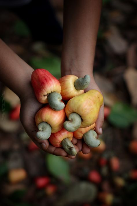 Food Photography Fruit, Cashew Apple, Cashew Tree, Vegetables Photography, Nut Snacks, Nut Recipes, Apple Coloring, Raw Cashews, Photo Pin