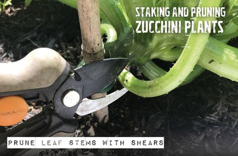 How To Prune And Stake Zucchini Plants | Garden Culture Magazine How To Stake Zucchini Plants, How To Prune Zucchini Plants, Pruning Zucchini Plants, Staking Zucchini Plants, Courgette Growing, Sunburst Squash, Mini Farms, Box Gardens, Grow Zucchini