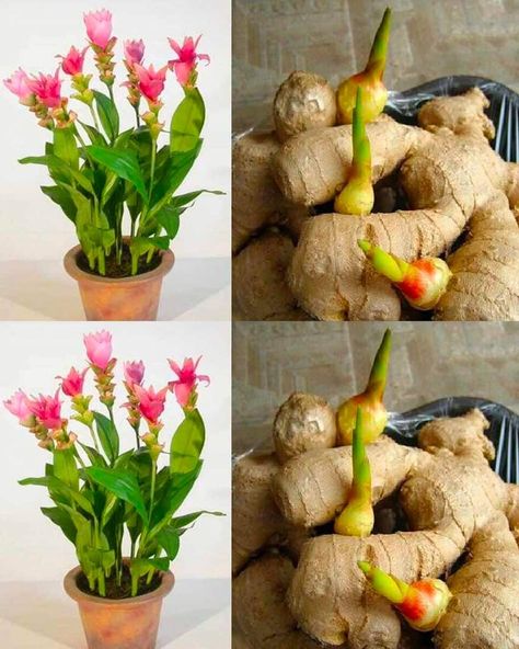 Planting Ginger, Plantarea Legumelor, Growing Ginger, Ginger Plant, Beautiful Home Gardens, Indoor Vegetable Gardening, Growing Plants Indoors, Rock Garden Landscaping, Decoration Kitchen