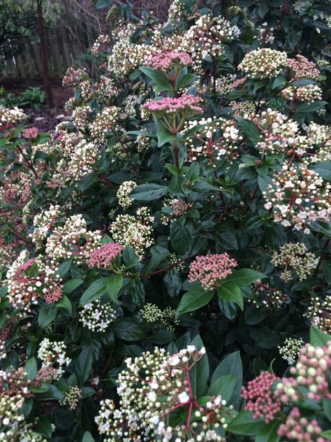 Viburnum tinus 'Spring Bouquet' (4-6 ft tall and wide) Part sun to sun Viburnum Tinus Shrub, Spring Bouquet Viburnum, Viburnum Tinus Hedge, Evergreen Viburnum, Evergreen Shrubs Full Sun, Viburnum Hedge, Viburnum Shrub, Slope Garden, Deer Resistant Plants