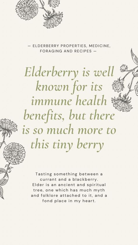 Elderberry Properties, Benefits Of Elderberry Syrup, Elderberry Syrup Benefits, Elderberry Tree, Green Witchery, Elderberry Benefits, Elderberry Flower, Elderberry Bush, Elderberry Tea