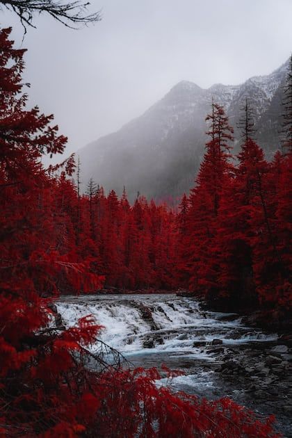 Red Trees, Vsco Wallpaper, Wallpaper Inspiration, Landscape Photography Tips, Iphone Wallpaper Fall, Travel Photography Inspiration, Inspirational Wallpapers, Beautiful Nature Wallpaper, Red Wallpaper