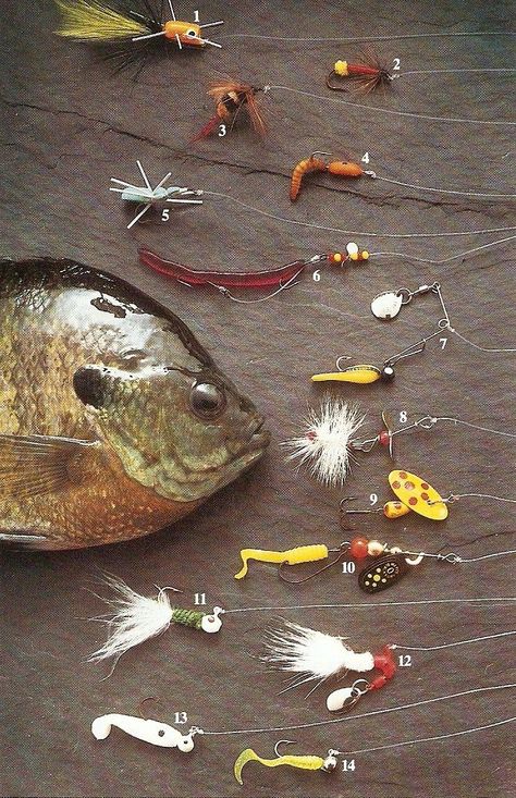 Bass Fishing Lures, Bass Fishing Tips, Fishing Rigs, Crappie Fishing, Fishing Techniques, Fishing Supplies, Types Of Fish, Freshwater Fishing, Lake Fishing