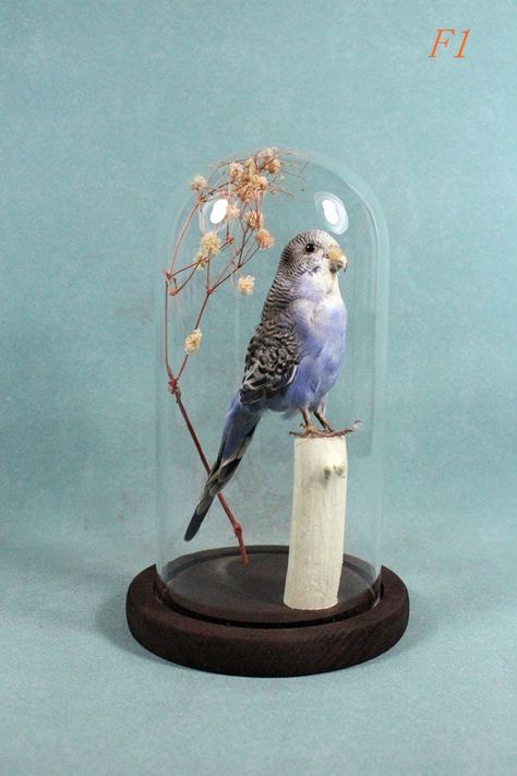 Welcome to my taxidermy&curious store. All animal are ethically sourced.Nothing was killed for this class.The Animals we collected used in are naturallly deceased from the farm rasied and pets market. Item:This is real parakeet taxidermy Condition: sell as picture(with glass dome and base) Size: approx.12*19cm This item can for eduction ,gift also for display. Any question please feel free contact us thank you for looking happy shopping Animal Mounts, Bird Taxidermy, Blue Parakeet, Taxidermy Display, Pet Market, Taxidermy Art, Diy Doll Miniatures, Glass Dome, Glass Domes