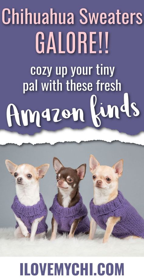 three chihuahuas wearing purple sweaters. Pinterest pin reads, 'chihuahua sweaters galore! cozy up your tiny pal with these amazon finds - ilovemychi.com' Chiwawa Puppies, Doggie Cake, Sweaters For Dogs, Chihuahua Sweater, Chihuahua Facts, Chihuahua Rescue, Dogs And People, Chihuahua Clothes, Pet Sweaters