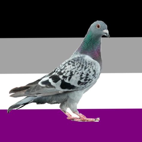 asexual ace profile picture with pigeon Ace Profile Picture, Pigeon Pfp, Asexual Pfp, French Accent, Profile Pictures, Pigeon, Profile Picture, Color