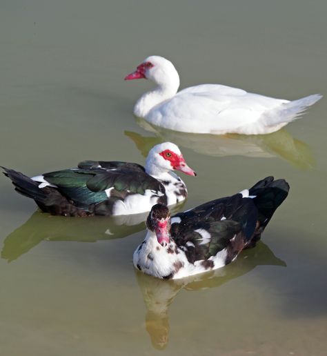 Chicken Hatchery, Muscovy Ducklings, Muscovy Ducks, Muscovy Duck, Villa Bali, White Ducks, Beautiful Things, Mood Board, Birds